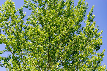 Fototapeta na wymiar Tree with green leaves against the blue sky