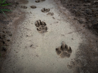 Foot steps of dog in the mud