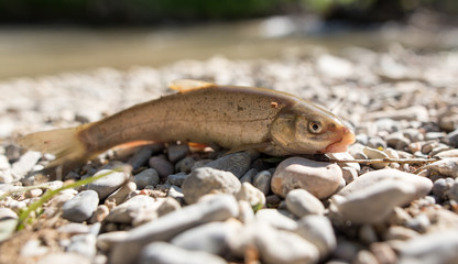 Fish on the rocks by the river