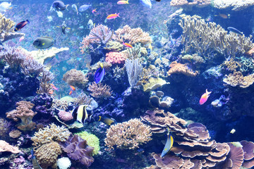 Fototapeta na wymiar Several types of fish are swimming in the aquarium with sea grass and corals