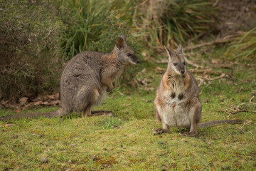 Naklejka na ściany i meble Wallaby couple, in Kangaroo Island