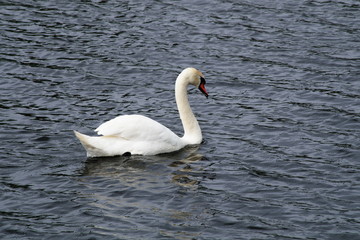 Obraz premium Solitary swan floats on the lake