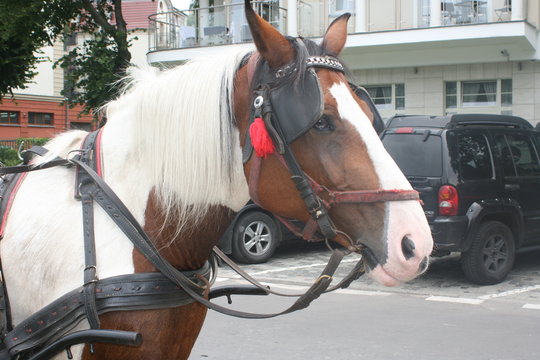 Pferdekopf