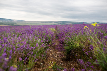 Obraz na płótnie Canvas Lavender field in the summer in Crimea