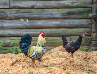 Beautiful cock walks in the village  