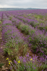 Obraz premium Lavender field in the summer in Crimea