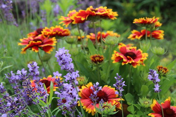 Summer flowers in the garden