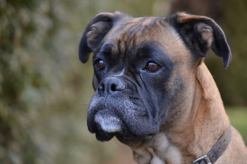 Chien de race boxer