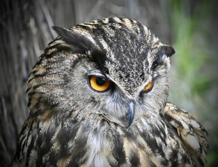 European Eagle Owl
