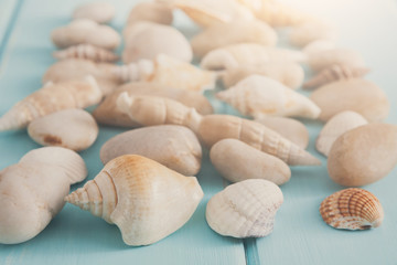 Seashells on blue wood, sea vacation background