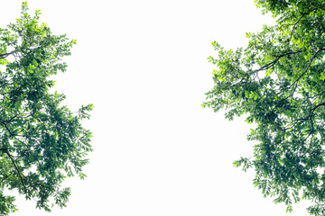 green leaf isolated on white background