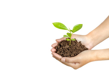 Fototapeta na wymiar Hands holding a young plant in soil isolated on white background