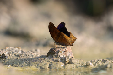Close up butterflie on soil.