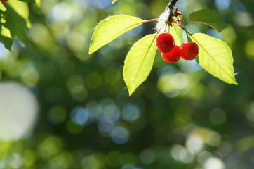 Fototapeta premium branch of ripe juicy red cherries on a background of bokeh