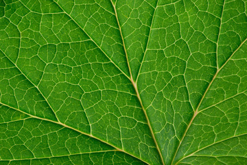 Leaf texture