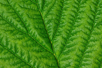 Leaf texture