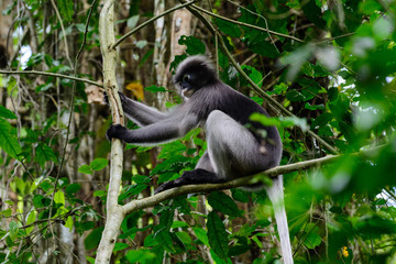 Dusky leaf monkey, Dusky langur, Spectacled langur.