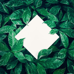 Fototapeta premium White space with green leaves background design with white paper.Flat lay.Top view of leaf.Nature concept