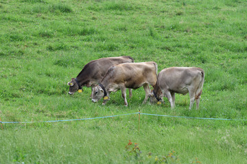 Cows on pasture, Switzerland