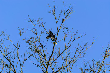 Oriental pied hornbill (Anthracoceros albirostris)