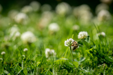 Close up of wild bee next to a clover flower. Summer garden shot.
