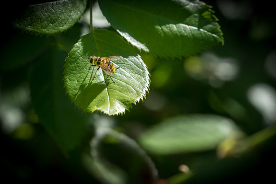 Wasp sitting on a green leaf in sunlight resting. Summer garden shot.