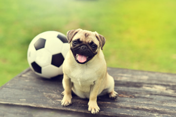 Fototapeta premium Happy cute Pug