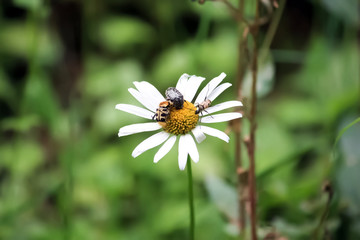 Réunion de petits insectes sur une marguerite