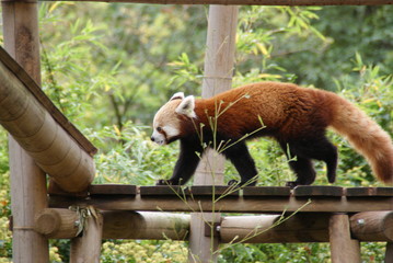red panda
