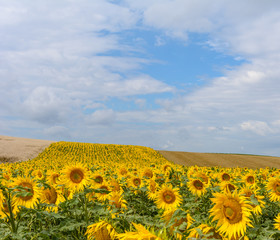 Fototapeta premium idyllische Natur - Sonnenblumenfeld
