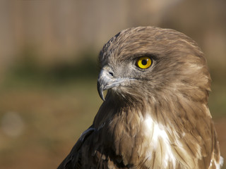 Aguila culebrera