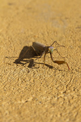 Mantis Religiosa de Color Ocre en una pared del mismo color
