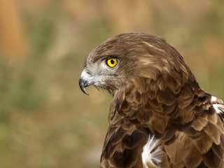 Aguila culebrera