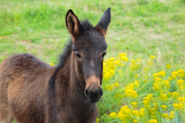 Little horse colt  with the sad eyes strolls in a green field