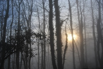 Winter fog