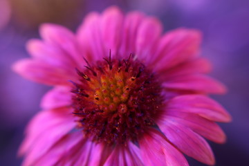 Pink flower close up