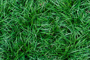 Green grass natural lawn background top view