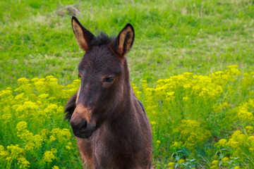 Little horse colt  with the sad eyes strolls in a green field