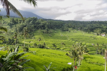 BEAUTIFUL BALI INDONESIA RICE TERRACE
