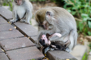 BALI MONKEY AND DEATH BABY