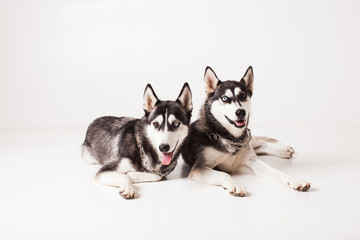 Two brothers huskies