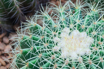 Naklejka na ściany i meble Closeup big head circle cactus background in the garden