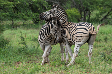 Fototapeta na wymiar Two zebras fighting in the rain.