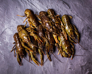 Fresh crayfish close-up