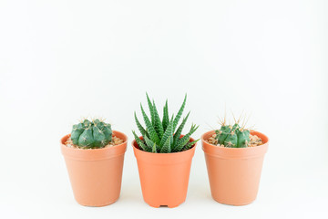 Fototapeta na wymiar Little cute cactus on white background
