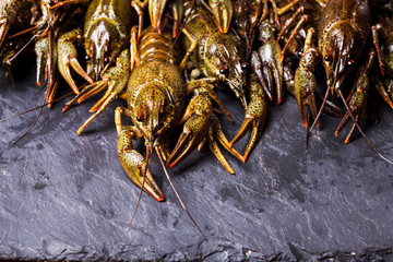 Fresh crayfish close-up