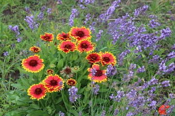 Obraz premium Gaillardia