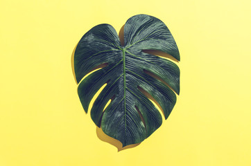 Tropical monstera leaf with hard shadow on a yellow background © Tierney