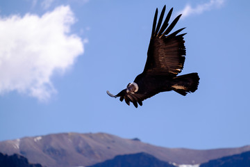 Naklejka na ściany i meble Condor flying above Colca canyon in Peru