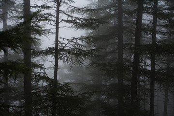 霧に霞む林